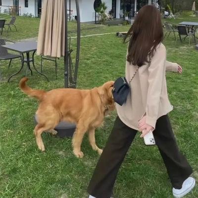美国兔子的冒险